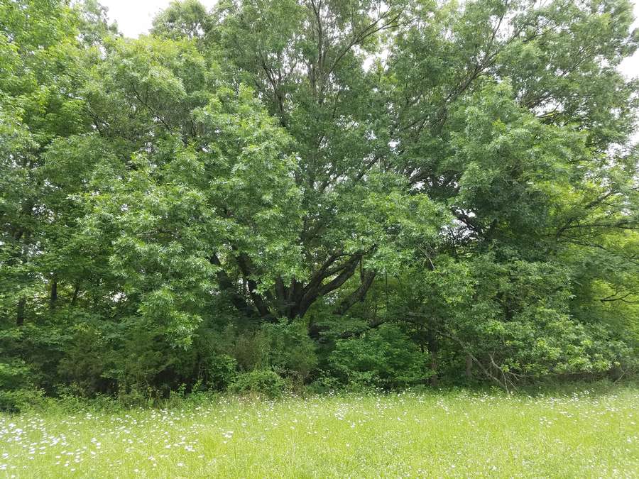 Old Oak Tree.jpg